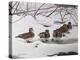 Winter Wood Ducks-Bruce Dumas-Premier Image Canvas