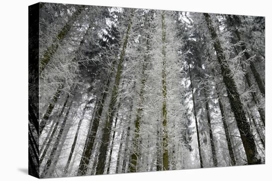 Winter Wood, Hoarfrost-Roland T.-Premier Image Canvas