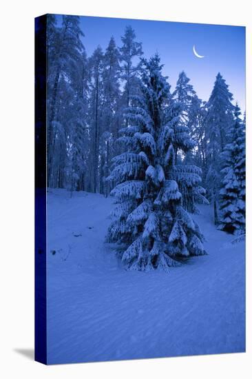 Winter Wood, with Crescent-Ludwig Mallaun-Premier Image Canvas