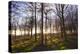 Winter woodland backlit by the late afternoon sun, Longhoughton-Lee Frost-Premier Image Canvas
