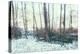 Winter Woodland Scene-Sharon Wish-Premier Image Canvas