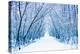 Winter-WDG Photo-Premier Image Canvas