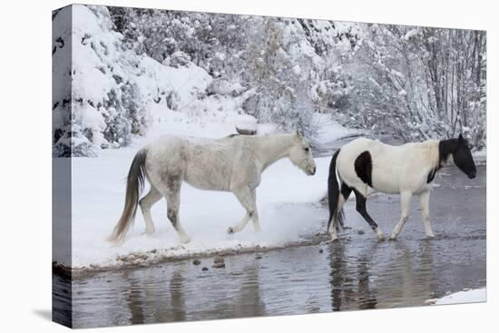 Wintertime, Hideout Ranch, Wyoming. Horses crossing Shell Creek-Darrell Gulin-Premier Image Canvas