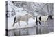 Wintertime, Hideout Ranch, Wyoming. Horses crossing Shell Creek-Darrell Gulin-Premier Image Canvas