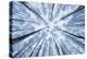 Wintery forest of Silver Birches photographed from below-Mateusz Piesiak-Premier Image Canvas