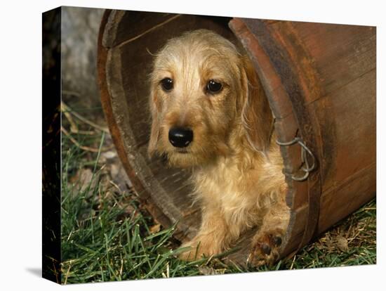 Wire Haired Dachshund, Portrait in Wooden Barrel-Lynn M. Stone-Premier Image Canvas