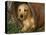 Wire Haired Dachshund, Portrait in Wooden Barrel-Lynn M. Stone-Premier Image Canvas