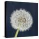 Wish Garden-Susannah Tucker-Stretched Canvas