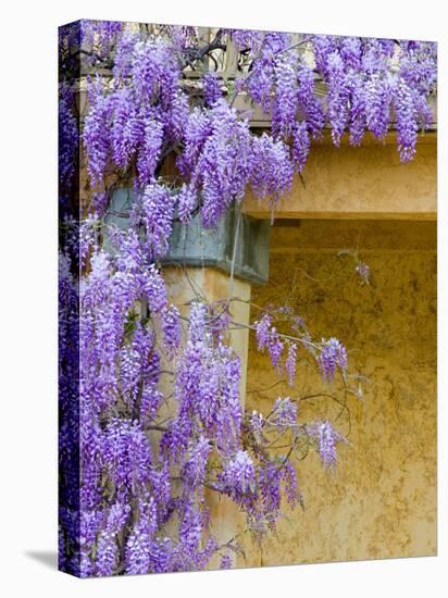 Wisteria Blooming in Spring, Sonoma Valley, California, USA-Julie Eggers-Premier Image Canvas