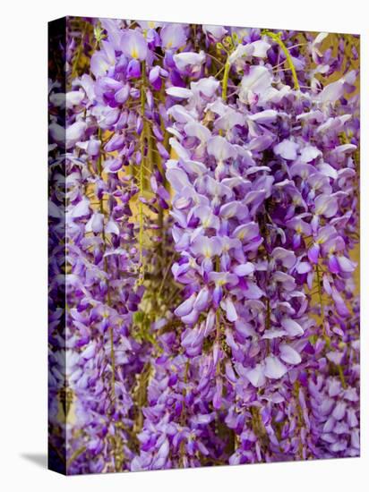 Wisteria Blooming in Spring, Sonoma Valley, California, USA-Julie Eggers-Premier Image Canvas