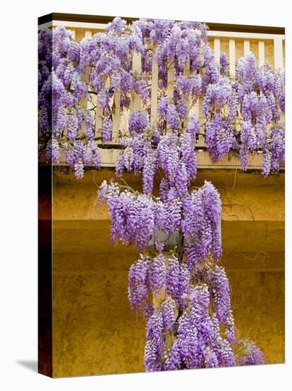 Wisteria Blooming in Spring, Sonoma Valley, California, USA-Julie Eggers-Premier Image Canvas