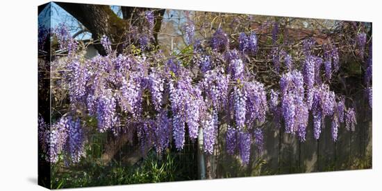 Wisteria Flowers in Bloom, Sonoma, California, USA-null-Stretched Canvas