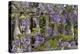 Wisteria growing on column fence in downtown Charleston, South Carolina-Darrell Gulin-Premier Image Canvas