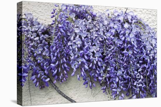 Wisteria Sp-Dr. Keith Wheeler-Premier Image Canvas