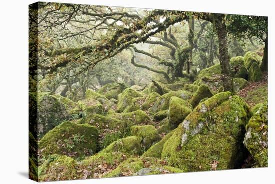 Wistman's Wood, Dartmoor-Adrian Bicker-Premier Image Canvas