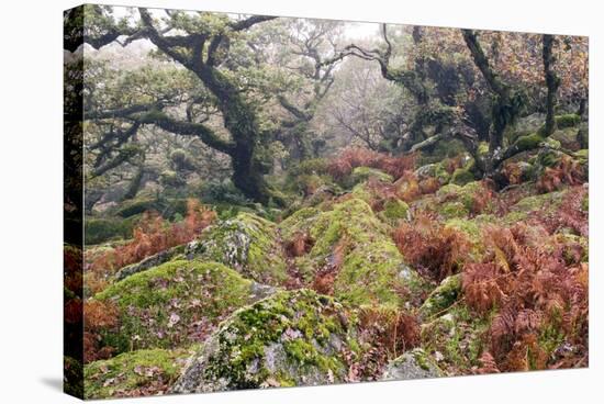 Wistman's Wood, Dartmoor-Adrian Bicker-Premier Image Canvas
