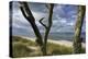 With Lichens Covered Beech Trunks on the Western Beach of Darss Peninsula-Uwe Steffens-Premier Image Canvas