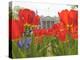 With the White House in the Background, Blooming Tulips in Lafayette Park Frame the White House-null-Premier Image Canvas