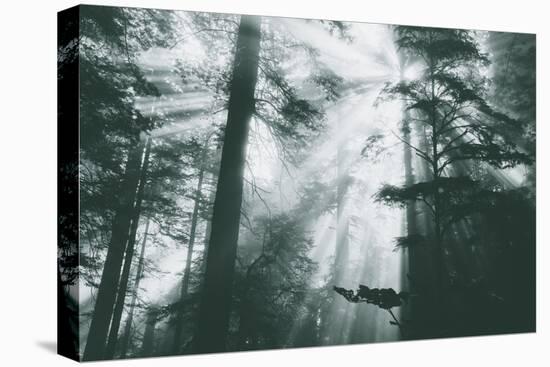 Within Light and Trees Redwood Forest, California Coast-Vincent James-Premier Image Canvas