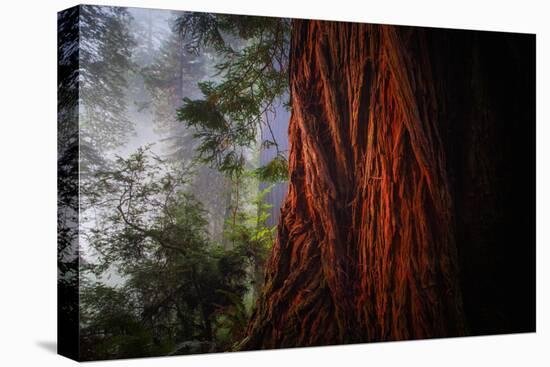 Within The Awesome and Mighty Redwoods, Detail Redwood National Park-Vincent James-Premier Image Canvas