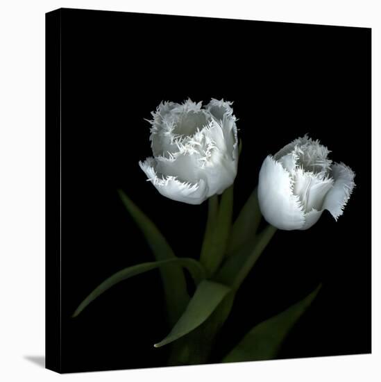 Wo Frayed Egos - Tulips-Magda Indigo-Stretched Canvas