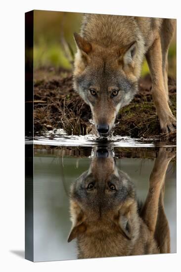 Wolf drinking water from lake, with reflection, Finland-Danny Green-Premier Image Canvas