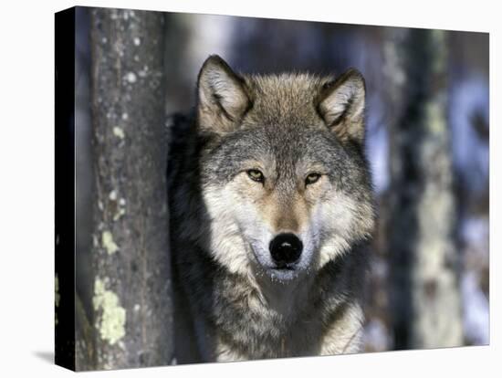 Wolf, Minnesota, USA-Gavriel Jecan-Premier Image Canvas