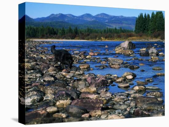 Wolf on Rocks at Edge of Flathead River-null-Premier Image Canvas