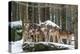 Wolf pack huddling together in snowy forest, Czech Republic-Franco Banfi-Premier Image Canvas
