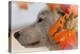 Wolf Profile Autumn Leaves-Gordon Semmens-Premier Image Canvas