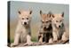 Wolf Pups-Lantern Press-Stretched Canvas