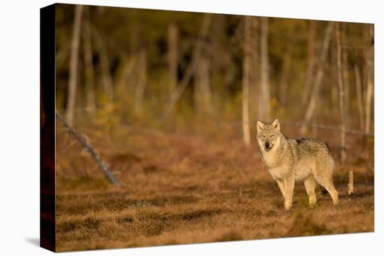 Wolf standing at woodland edge, Finland-Danny Green-Premier Image Canvas