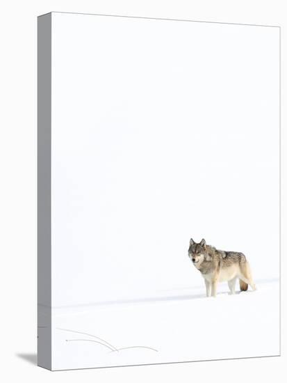 Wolf standing in snow, Yellowstone National Park, USA-Danny Green-Premier Image Canvas