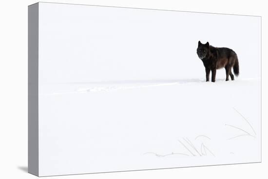 Wolf standing in snow, Yellowstone National Park, USA-Danny Green-Premier Image Canvas