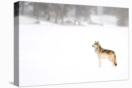 Wolf standing in snow, Yellowstone National Park, USA-Danny Green-Premier Image Canvas