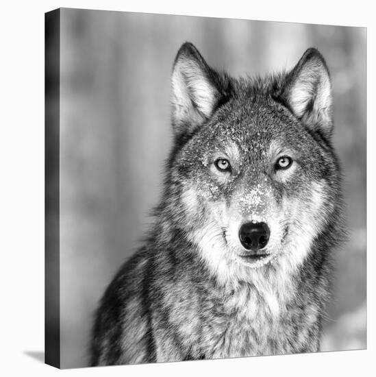 Wolf-null-Premier Image Canvas