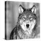 Wolf-null-Premier Image Canvas