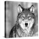Wolf-PhotoINC Studio-Premier Image Canvas