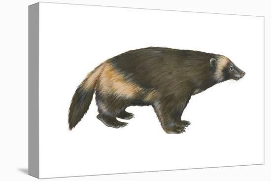 Wolverine (Gulo Gulo), Weasel, Mammals-Encyclopaedia Britannica-Stretched Canvas