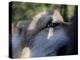 Wolves in Westchester-Seth Wenig-Premier Image Canvas