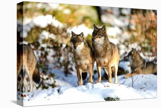 Wolves in Winter-Reiner Bernhardt-Premier Image Canvas