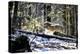 Wolves, Mating Season-Reiner Bernhardt-Premier Image Canvas