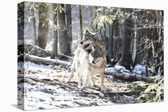 Wolves, Mating-Reiner Bernhardt-Premier Image Canvas