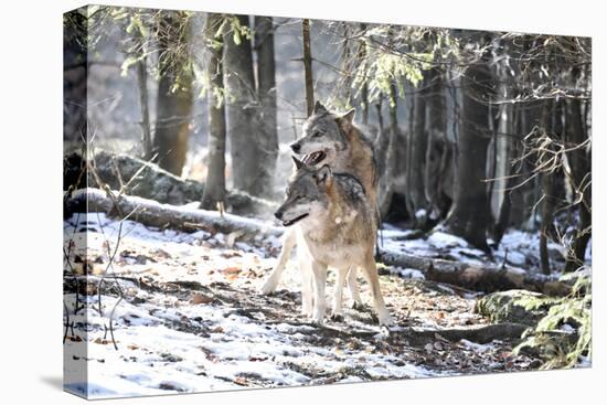 Wolves, Mating-Reiner Bernhardt-Premier Image Canvas