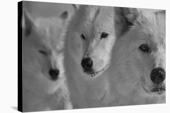 Wolves Three B&W-Gordon Semmens-Stretched Canvas