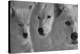 Wolves Three B&W-Gordon Semmens-Stretched Canvas