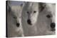 Wolves Three-Gordon Semmens-Premier Image Canvas