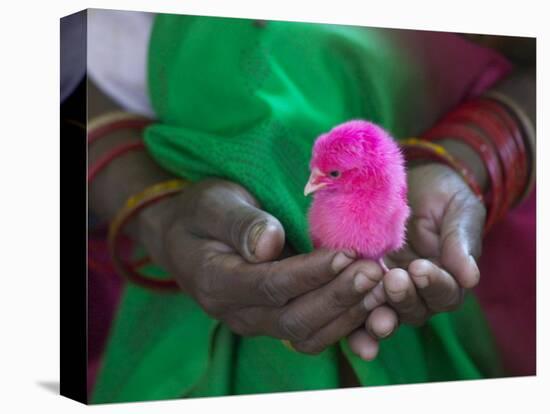 Woman and Chick Painted with Holy Color, Orissa, India-Keren Su-Premier Image Canvas