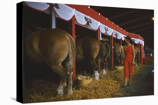 Woman Dressed in Red Walking Past Stalls of Clydesdale Horses at the Iowa State Fair, 1955-John Dominis-Premier Image Canvas