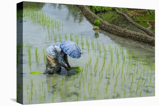 Woman Harvesting, Rice Terraces of Banaue, Northern Luzon, Philippines, Southeast Asia, Asia-Michael Runkel-Premier Image Canvas